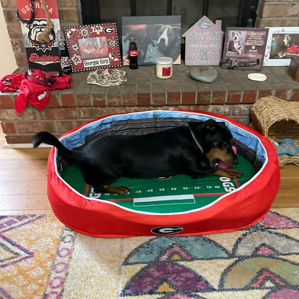🎄 🎅 Georgia Bulldog Large Stadium Dog Bed NIB. - Picture 2 of 9